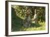 Africa Lion Cubs Playing-Mary Ann McDonald-Framed Photographic Print