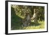 Africa Lion Cubs Playing-Mary Ann McDonald-Framed Photographic Print