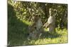 Africa Lion Cubs Playing-Mary Ann McDonald-Mounted Photographic Print