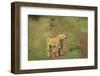 Africa, Lioness and cub-Lee Klopfer-Framed Photographic Print