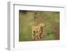 Africa, Lioness and cub-Lee Klopfer-Framed Photographic Print
