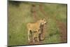 Africa, Lioness and cub-Lee Klopfer-Mounted Photographic Print