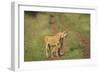 Africa, Lioness and cub-Lee Klopfer-Framed Photographic Print