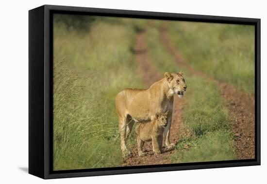 Africa, Lioness and cub-Lee Klopfer-Framed Stretched Canvas