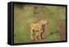 Africa, Lioness and cub-Lee Klopfer-Framed Stretched Canvas