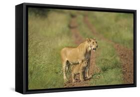 Africa, Lioness and cub-Lee Klopfer-Framed Stretched Canvas