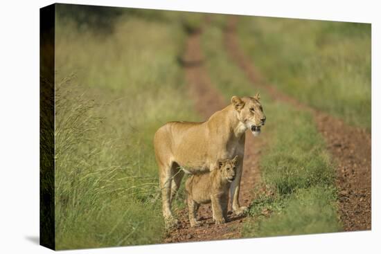 Africa, Lioness and cub-Lee Klopfer-Stretched Canvas