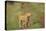 Africa, Lioness and cub-Lee Klopfer-Stretched Canvas