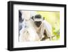 Africa, Madagascar, A baby Verreaux's sifaka playing in a tree right next to its mother.-Ellen Goff-Framed Photographic Print