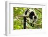 Africa, Madagascar. A black-and-white ruffed lemur completely relaxes in a tree.-Ellen Goff-Framed Photographic Print