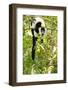 Africa, Madagascar. A black-and-white ruffed lemur completely relaxes in a tree.-Ellen Goff-Framed Photographic Print