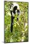 Africa, Madagascar. A black-and-white ruffed lemur completely relaxes in a tree.-Ellen Goff-Mounted Photographic Print