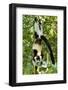 Africa, Madagascar, A black-and-white ruffed lemur hanging from its feet.-Ellen Goff-Framed Photographic Print