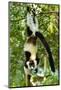 Africa, Madagascar, A black-and-white ruffed lemur hanging from its feet.-Ellen Goff-Mounted Photographic Print