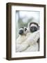 Africa, Madagascar. A female sifaka clings to a tree while its baby holding on to the mother's back-Ellen Goff-Framed Photographic Print