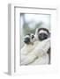 Africa, Madagascar. A female sifaka clings to a tree while its baby holding on to the mother's back-Ellen Goff-Framed Photographic Print