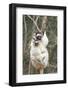 Africa, Madagascar. A female sifaka clings to a tree while its baby holding on to the mother's back-Ellen Goff-Framed Photographic Print