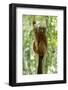 Africa, Madagascar. A male red-bellied lemur with its white markings under its eyes-Ellen Goff-Framed Photographic Print