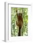 Africa, Madagascar. A male red-bellied lemur with its white markings under its eyes-Ellen Goff-Framed Photographic Print