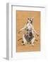 Africa, Madagascar, A ring-tailed lemur sits with its belly exposed to the morning sun to warm up.-Ellen Goff-Framed Photographic Print