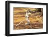 Africa, Madagascar. A Verreaux's sifaka 'dances' across open areas while its baby holding on.-Ellen Goff-Framed Photographic Print