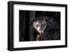 Africa, Madagascar. An aye aye, a highly endangered nocturnal lemur eats a coconut.-Ellen Goff-Framed Photographic Print