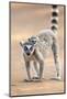 Africa, Madagascar, Anosy Region, Berenty Reserve. A ring-tailed lemur baby-Ellen Goff-Mounted Photographic Print