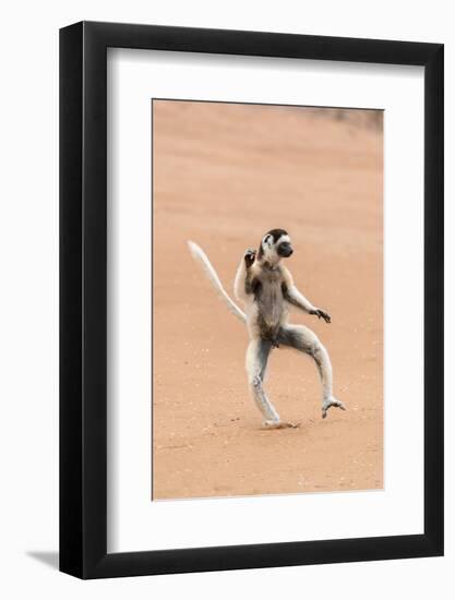 Africa, Madagascar, Anosy Region, Berenty Reserve. A Verreaux's sifaka 'dances' across open areas.-Ellen Goff-Framed Photographic Print