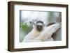 Africa, Madagascar, Anosy Region, Berenty Reserve. Portrait of a young Verreaux's sifaka-Ellen Goff-Framed Photographic Print