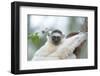 Africa, Madagascar, Anosy Region, Berenty Reserve. Portrait of a young Verreaux's sifaka-Ellen Goff-Framed Photographic Print