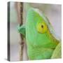 Africa, Madagascar, east of Tana, Marozevo. Portrait of a Parson's chameleon.-Ellen Goff-Stretched Canvas