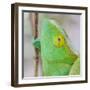 Africa, Madagascar, east of Tana, Marozevo. Portrait of a Parson's chameleon.-Ellen Goff-Framed Photographic Print