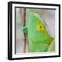 Africa, Madagascar, east of Tana, Marozevo. Portrait of a Parson's chameleon.-Ellen Goff-Framed Photographic Print