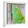 Africa, Madagascar, east of Tana, Marozevo. Portrait of a Parson's chameleon.-Ellen Goff-Framed Photographic Print