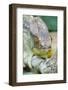 Africa, Madagascar, east of Tana, Marozevo. Portrait of a Parson's chameleon.-Ellen Goff-Framed Photographic Print