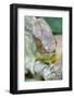 Africa, Madagascar, east of Tana, Marozevo. Portrait of a Parson's chameleon.-Ellen Goff-Framed Photographic Print