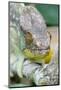 Africa, Madagascar, east of Tana, Marozevo. Portrait of a Parson's chameleon.-Ellen Goff-Mounted Photographic Print