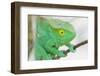 Africa, Madagascar, east of Tana, Marozevo. Portrait of a Parson's chameleon.-Ellen Goff-Framed Photographic Print