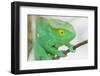 Africa, Madagascar, east of Tana, Marozevo. Portrait of a Parson's chameleon.-Ellen Goff-Framed Photographic Print