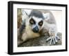 Africa, Madagascar, Isalo National Park. A ring-tailed lemur stretches out on a cool rock.-Ellen Goff-Framed Photographic Print