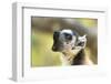 Africa, Madagascar, Isalo National Park. A ring-tailed lemur vocalizes.-Ellen Goff-Framed Photographic Print