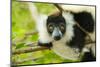 Africa, Madagascar, Lake Ampitabe, headshot of the showy black-and-white ruffed lemur.-Ellen Goff-Mounted Photographic Print
