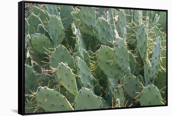 Africa, Madagascar, Spiny Forest, road to Berenty Reserve. A clump of prickly pear cactus-Ellen Goff-Framed Stretched Canvas