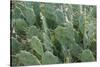 Africa, Madagascar, Spiny Forest, road to Berenty Reserve. A clump of prickly pear cactus-Ellen Goff-Stretched Canvas