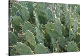 Africa, Madagascar, Spiny Forest, road to Berenty Reserve. A clump of prickly pear cactus-Ellen Goff-Stretched Canvas