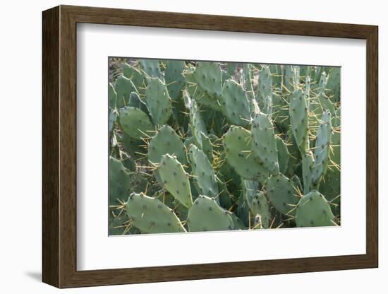 Africa, Madagascar, Spiny Forest, road to Berenty Reserve. A clump of prickly pear cactus-Ellen Goff-Framed Photographic Print