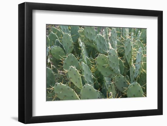 Africa, Madagascar, Spiny Forest, road to Berenty Reserve. A clump of prickly pear cactus-Ellen Goff-Framed Photographic Print