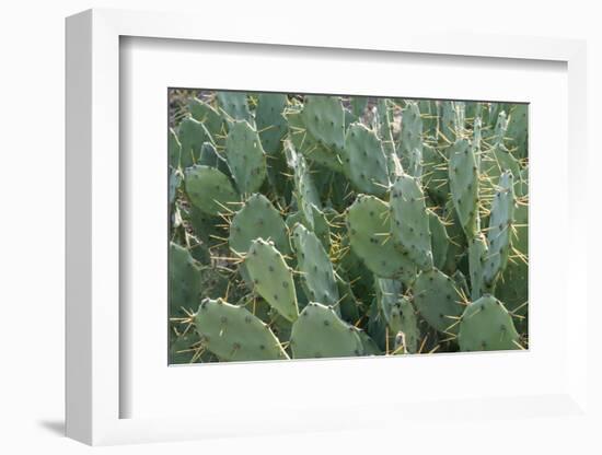 Africa, Madagascar, Spiny Forest, road to Berenty Reserve. A clump of prickly pear cactus-Ellen Goff-Framed Photographic Print