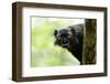 Africa, Madagascar. The male black lemur is black all over with bright orange eyes.-Ellen Goff-Framed Photographic Print