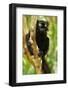Africa, Madagascar. The male black lemur is black all over with bright orange eyes.-Ellen Goff-Framed Photographic Print